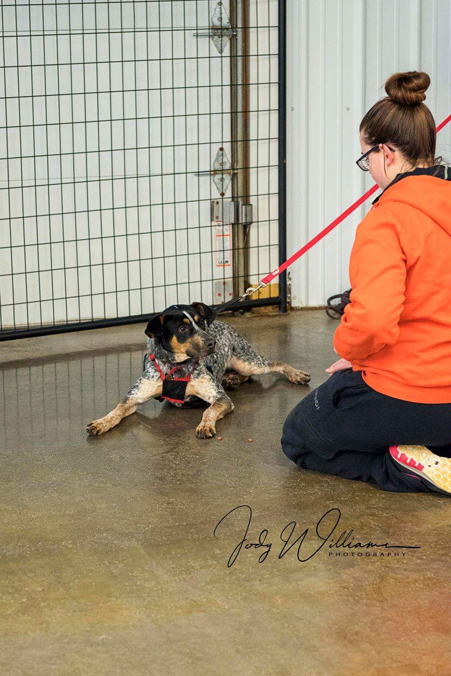 Pawsitive Center for Dogs